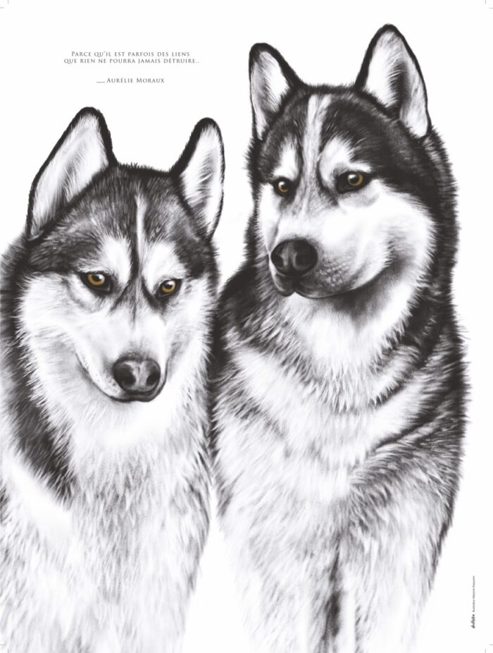 Affiche Husky de Sibérie - 30 X 40 cm portant une citation sur le lien. Affiche : 19€ - Dessin par Marjorie Esquerre.