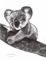 Affiche Koala - Dessin de Koala - affiche 30 X 40 cm