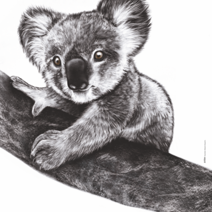 Affiche Koala - Dessin de Koala - affiche 30 X 40 cm