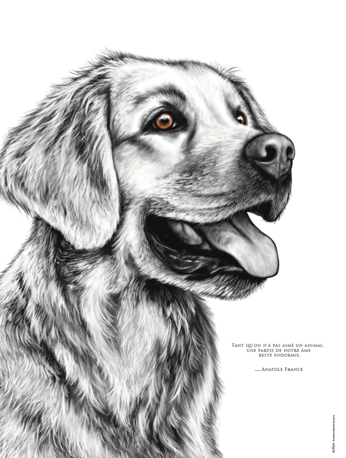 Affiche Golden Retriever - dessin portant la citation d'Anatole France : "Tant qu'on n'a pas aimé un animal, une partie de notre âme reste endormie "