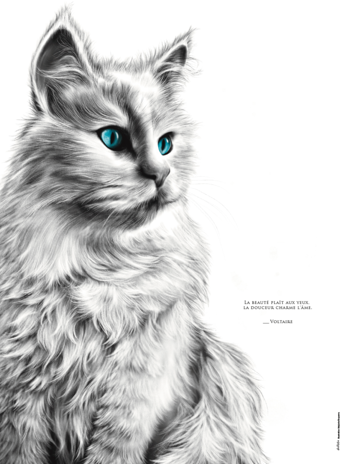 Affiche chat blanc - dessin portant la citation Voltaire: "La beauté plaît aux yeux la douceur charme l'âme". affiche 30 X 40 cm - 19€ - Dessin M.Esquerre