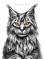 Affiche chat Main Coon - dessin portant la citation "Tous les rois ne portent pas de couronne". affiche 30 X 40 cm - 19€ - Dessin Marjorie Esquerre